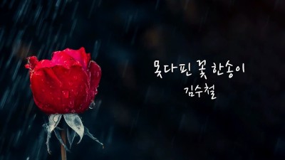 김수철의 못다핀 꽃 한송이